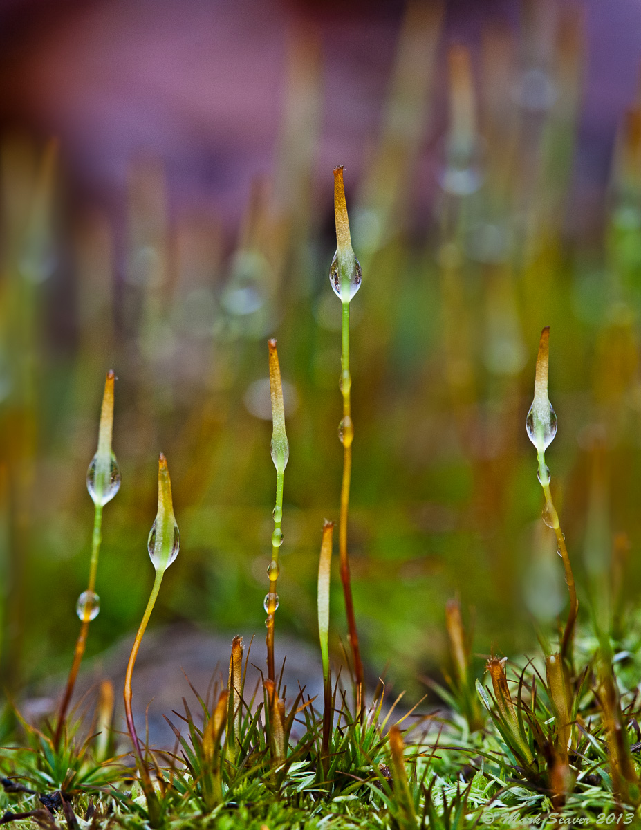 Spring Moss