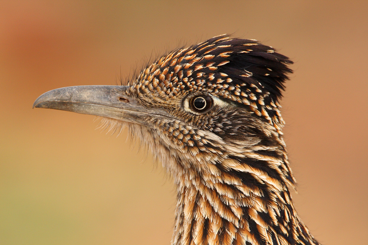 Greater Roadrunner