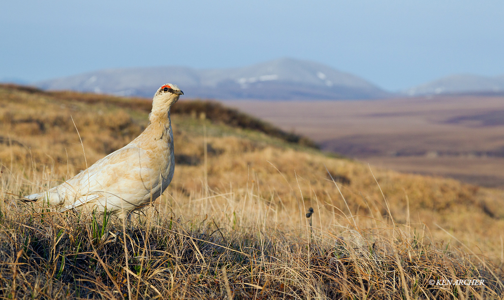 Rock Ptarmigan