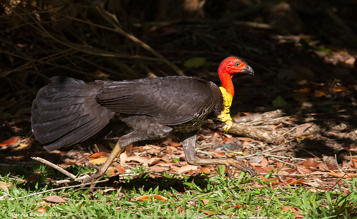 Another Turkey