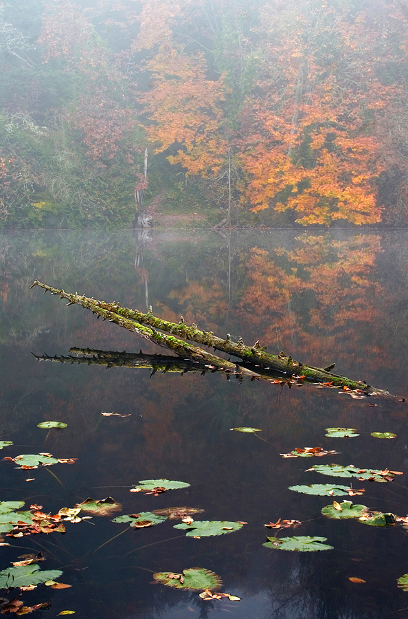 Misty Emergence + Repost