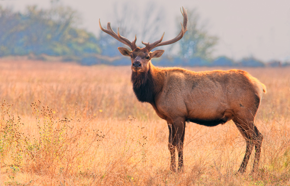 Tule Elk