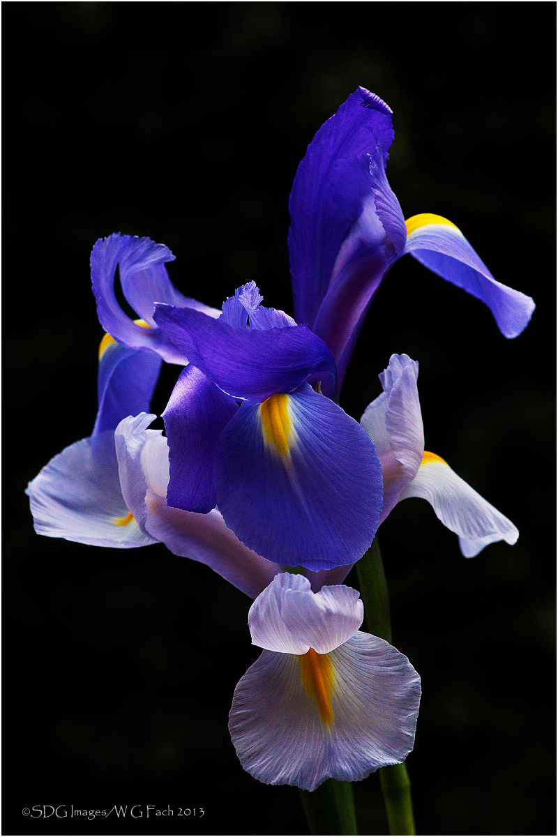 L'Embrace