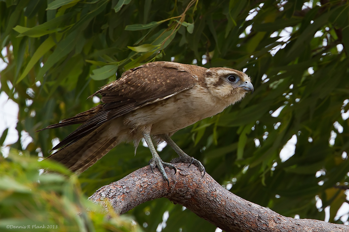 Brown Falcon