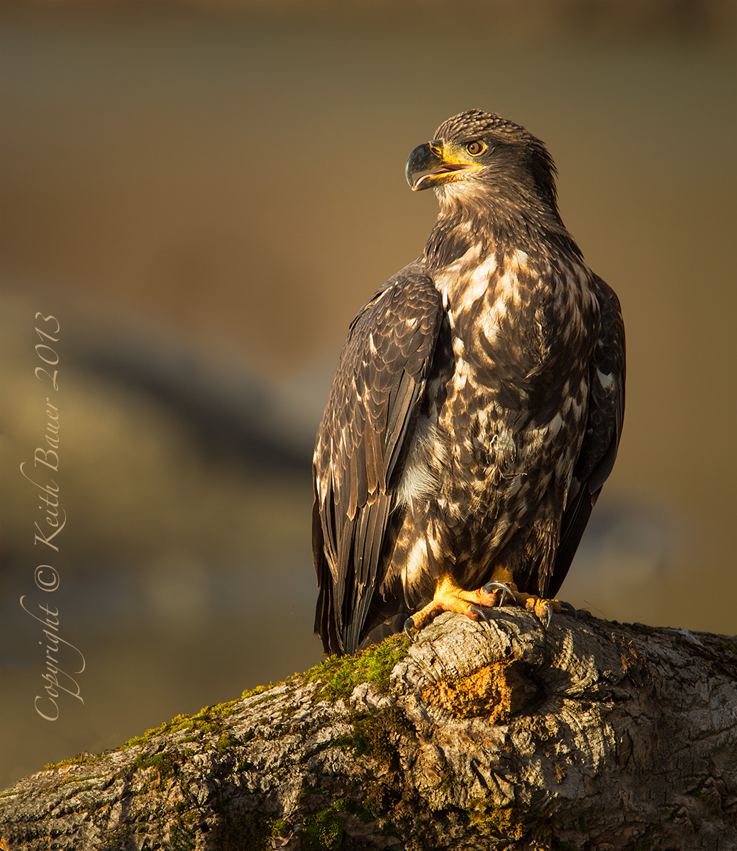 Juvenile Bald Eagle