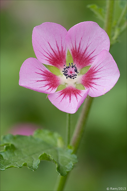 Mallow Flower