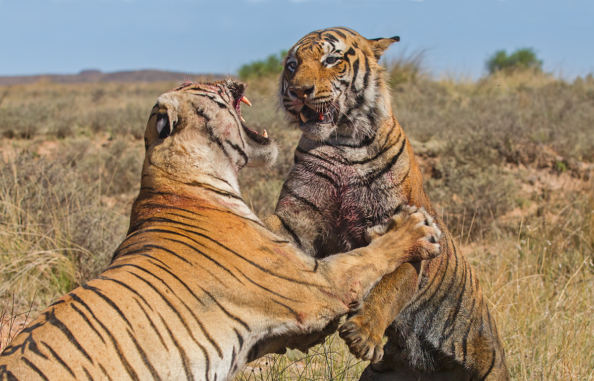 Tiger Fight (Repost)