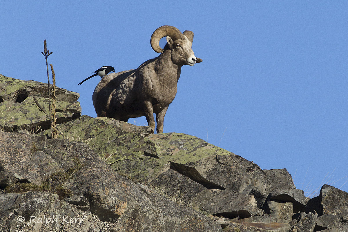 Bighorn on Cliff