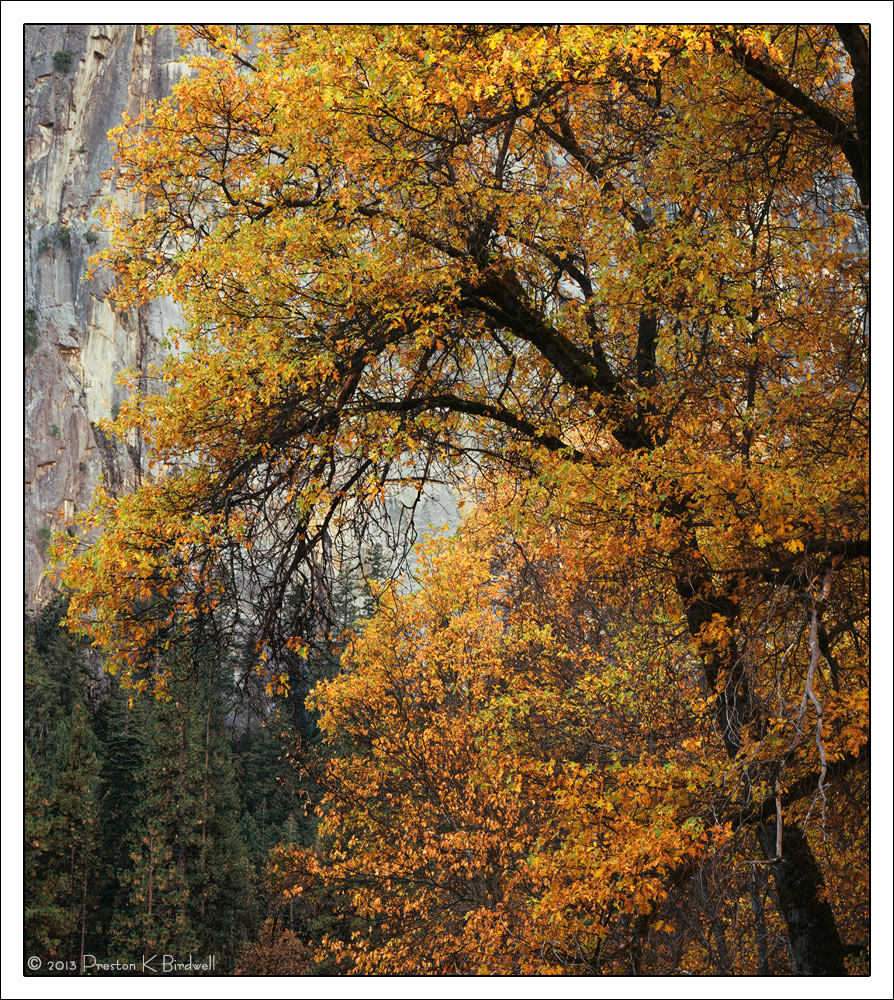 Yosemite Black Oak