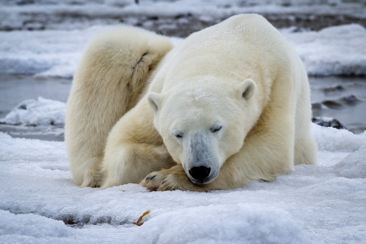 Polar Bear on Ice