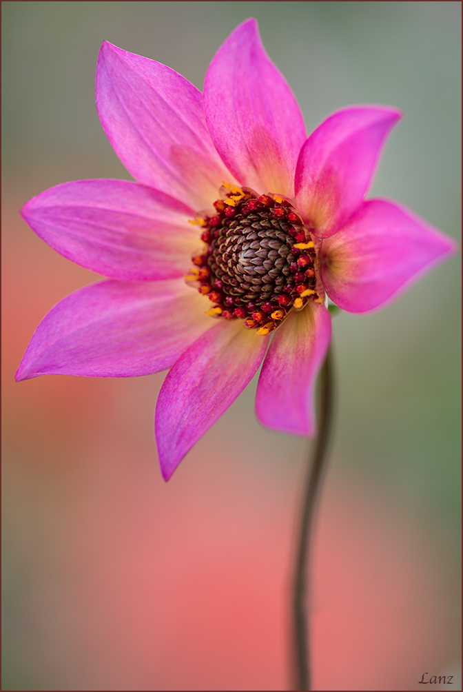 Dahlia