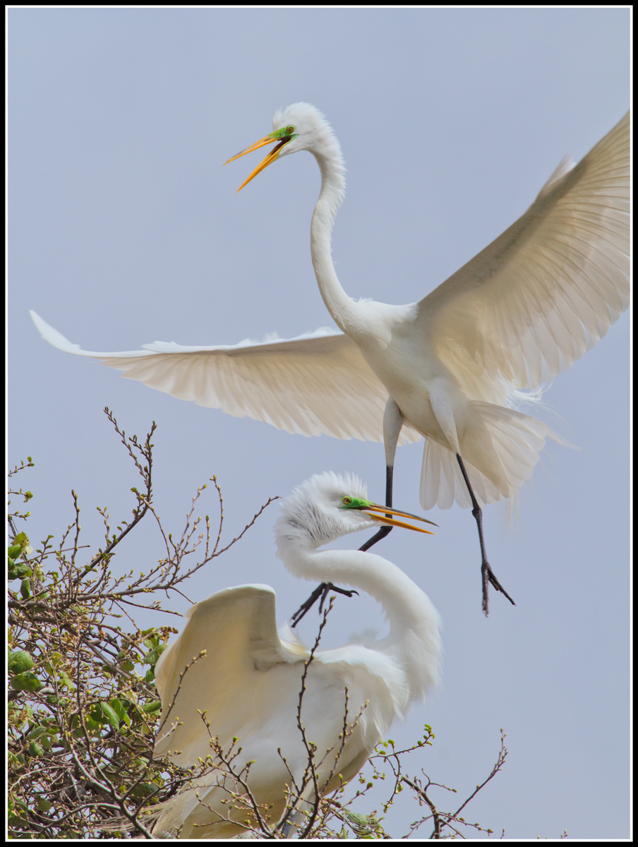 Great Egret Pair