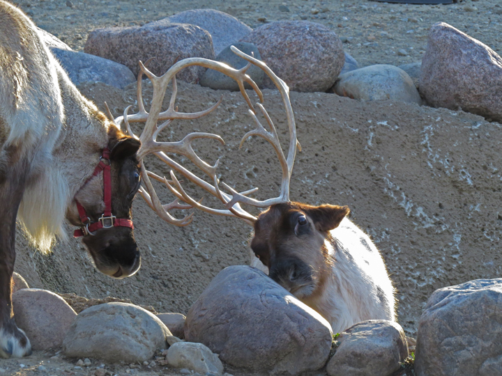 Reindeer challenge+repost