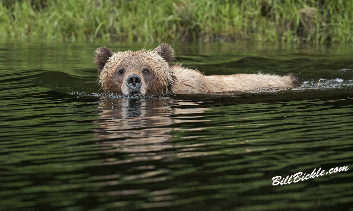 Honey Bear Swimming 