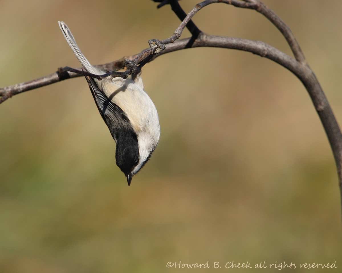 Chickadee Acrobat