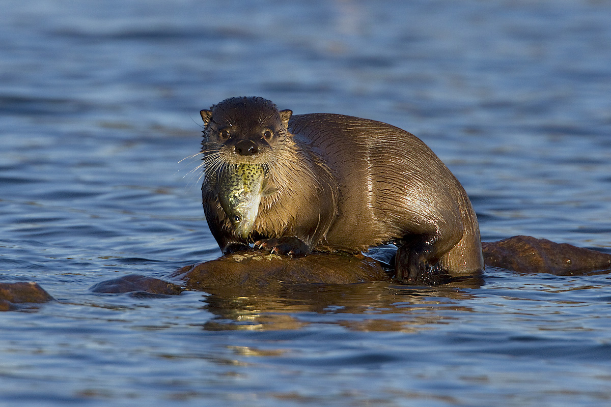 River Otter