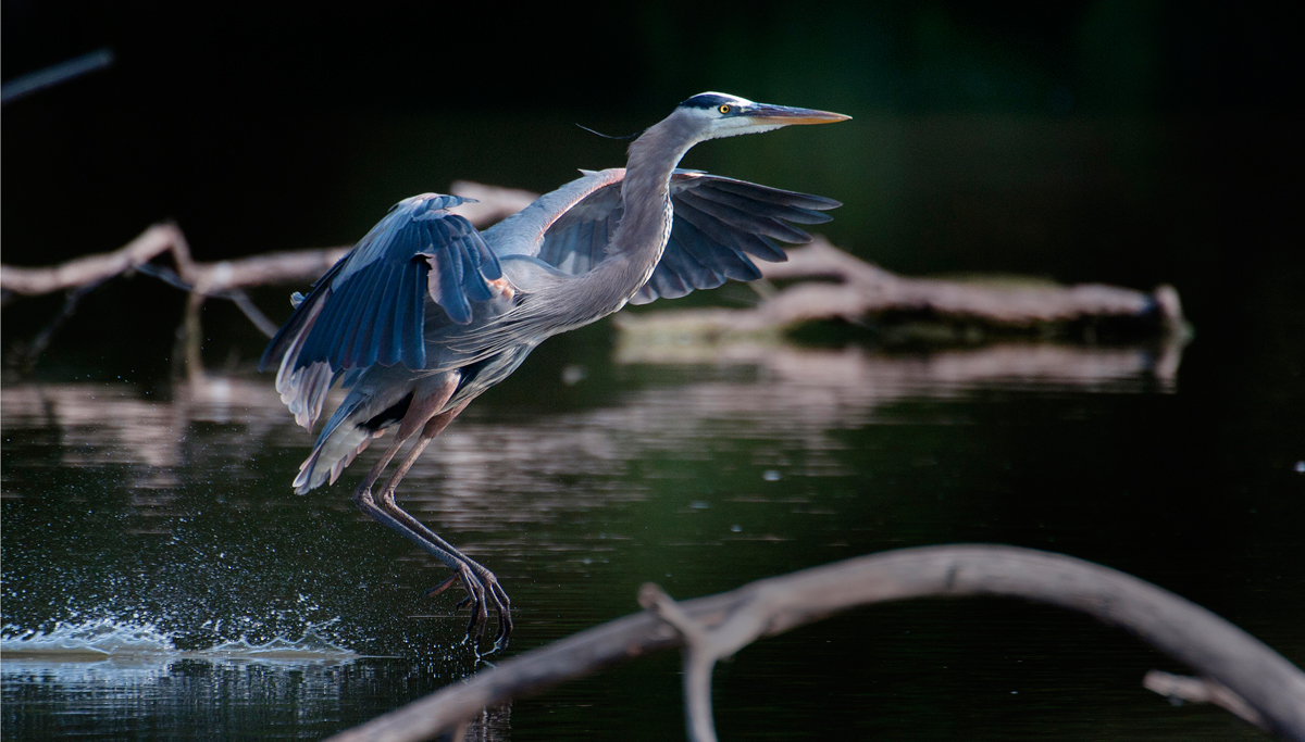 Great blue heron