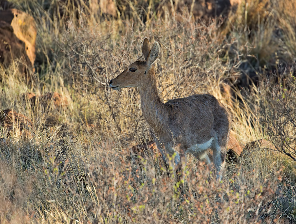 Mountain Reedbuck