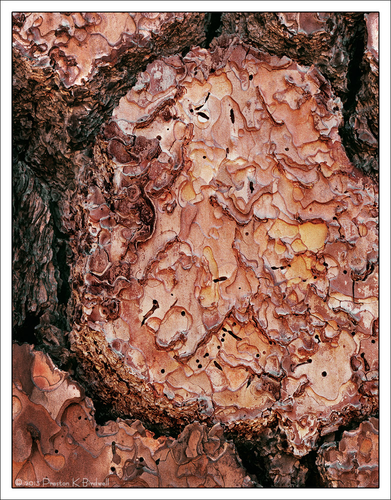 Ponderosa Pine
