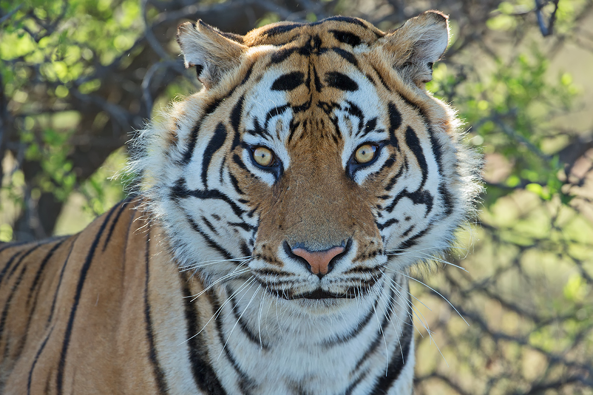 "Smiling"Tiger