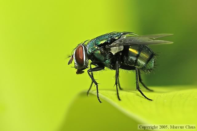 Fly