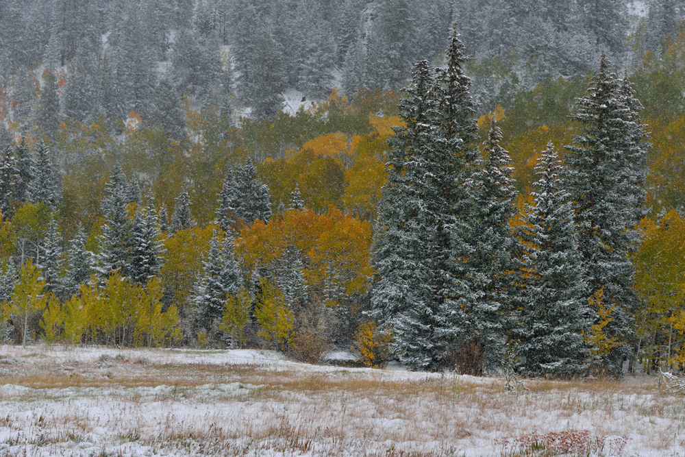 Seasons