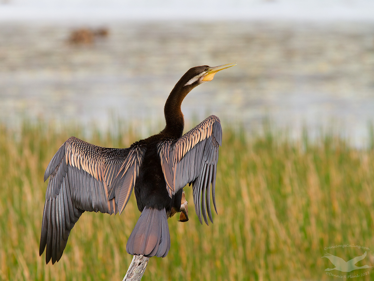 Darter