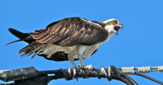Vociferous Osprey