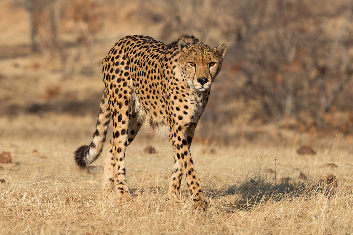 Walking Cheetah (c)