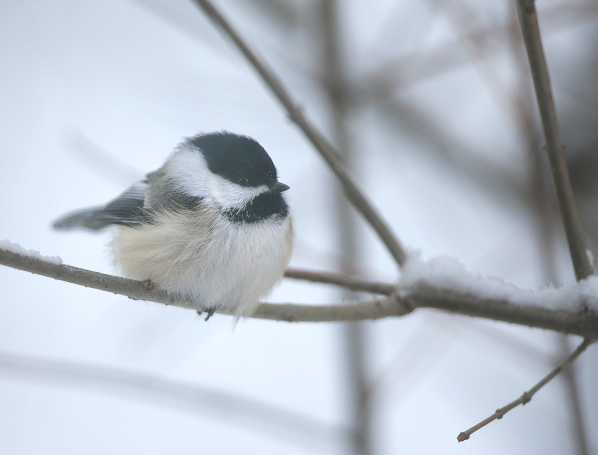 Black-capped at -25 F