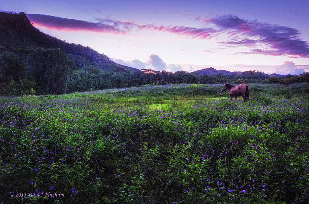 Opaekaa Ranch Lavender