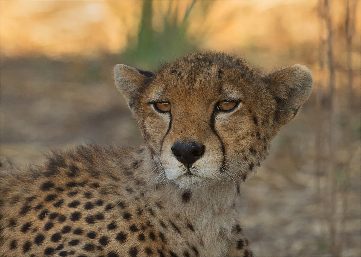 Cheetah