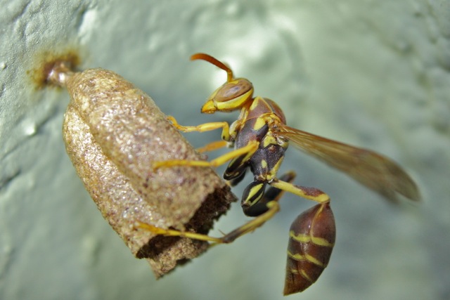 Paper Wasp