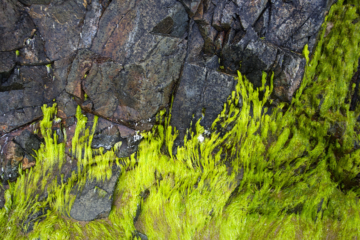 Splash of Green