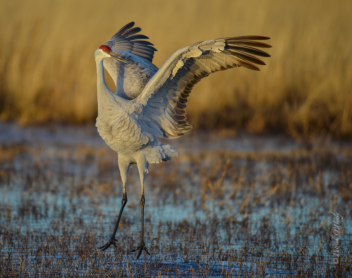 Sand Hill Crane
