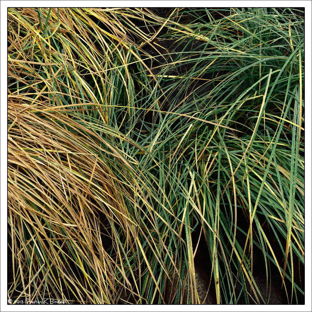 Merced Grasses #2 + RP
