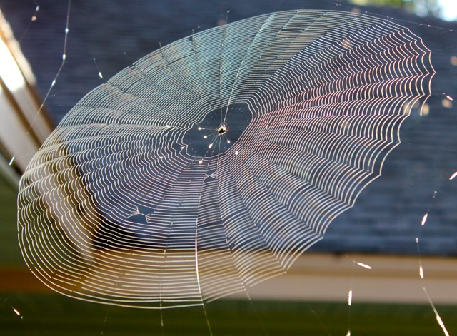 Orb Weaver Web