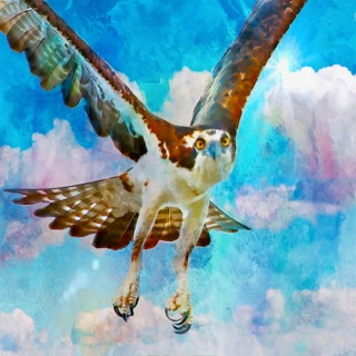 Osprey in action