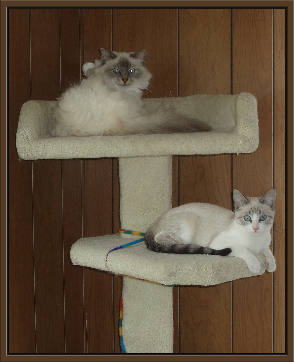 WC# 614 - pets