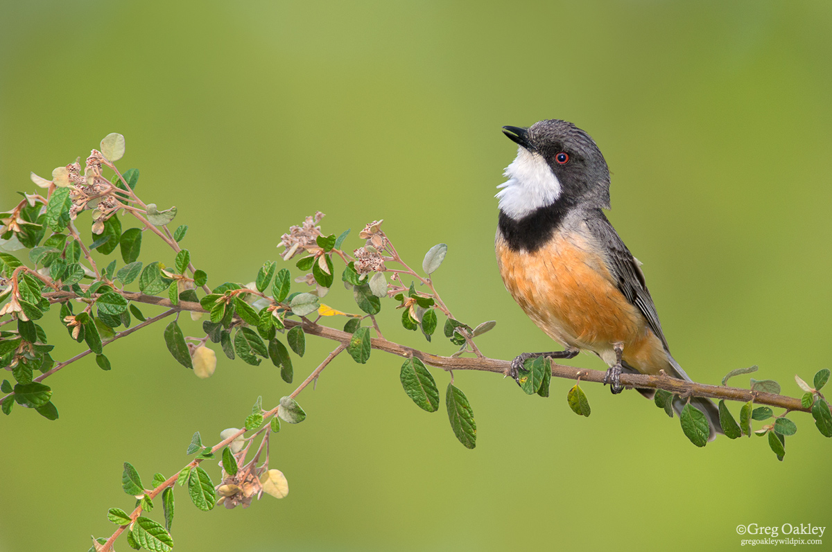 Rufous Whistler