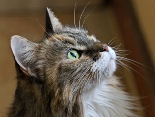 Libby the cat