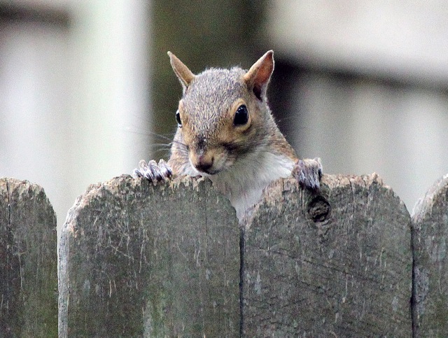 Curious Squirrel