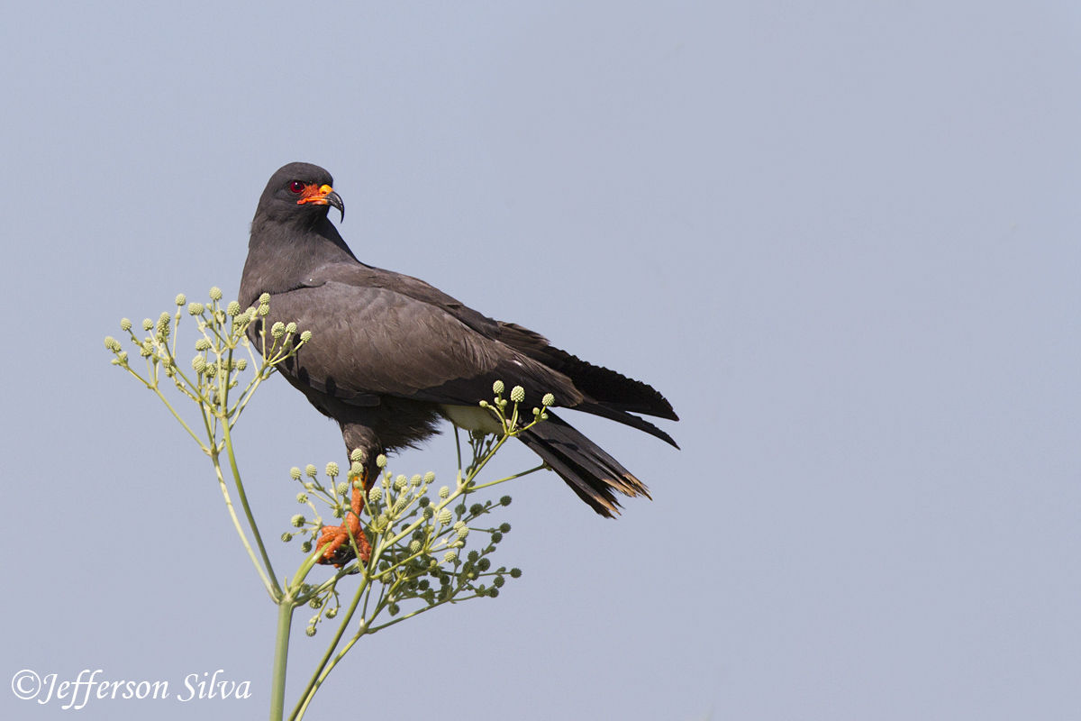 Snail Kite