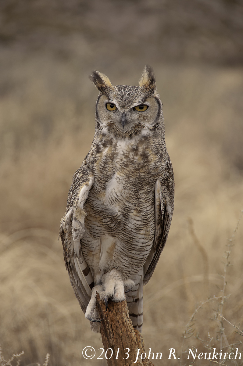 Great Horned Owl