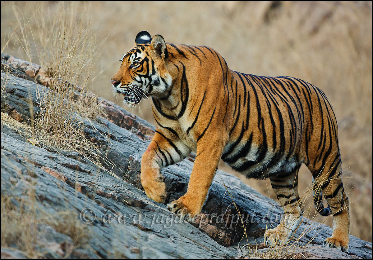 Tiger climbing uphill