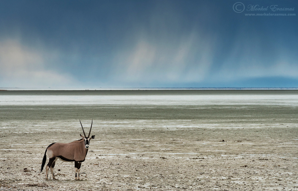 Classic Etosha