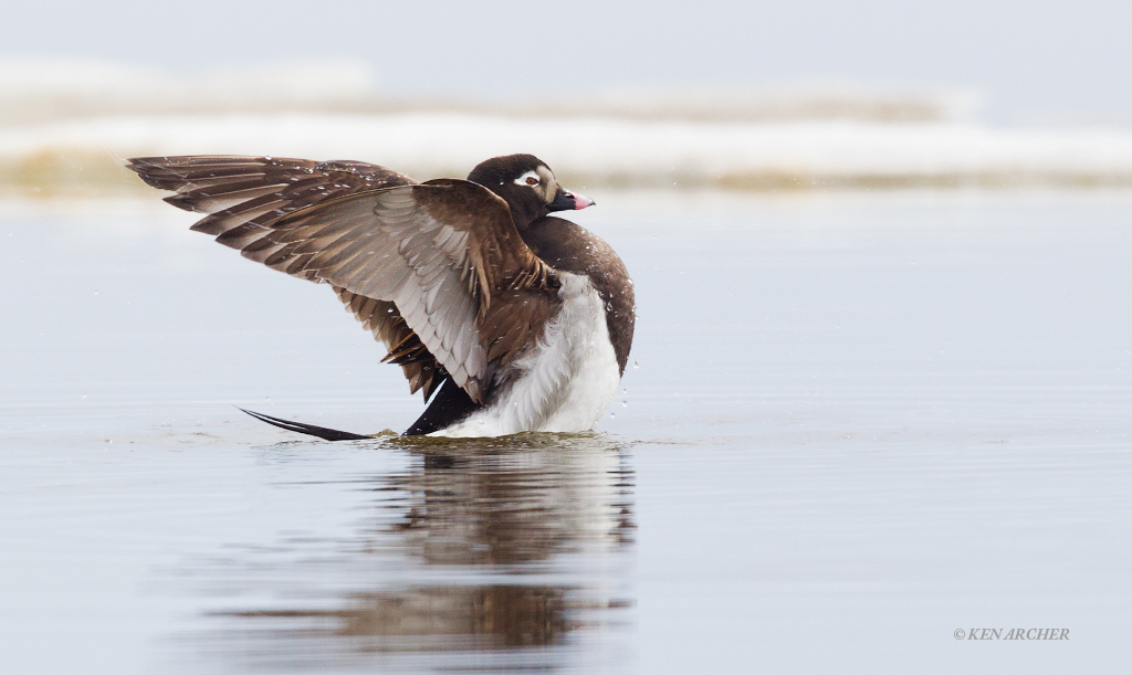Long-tailed Duck