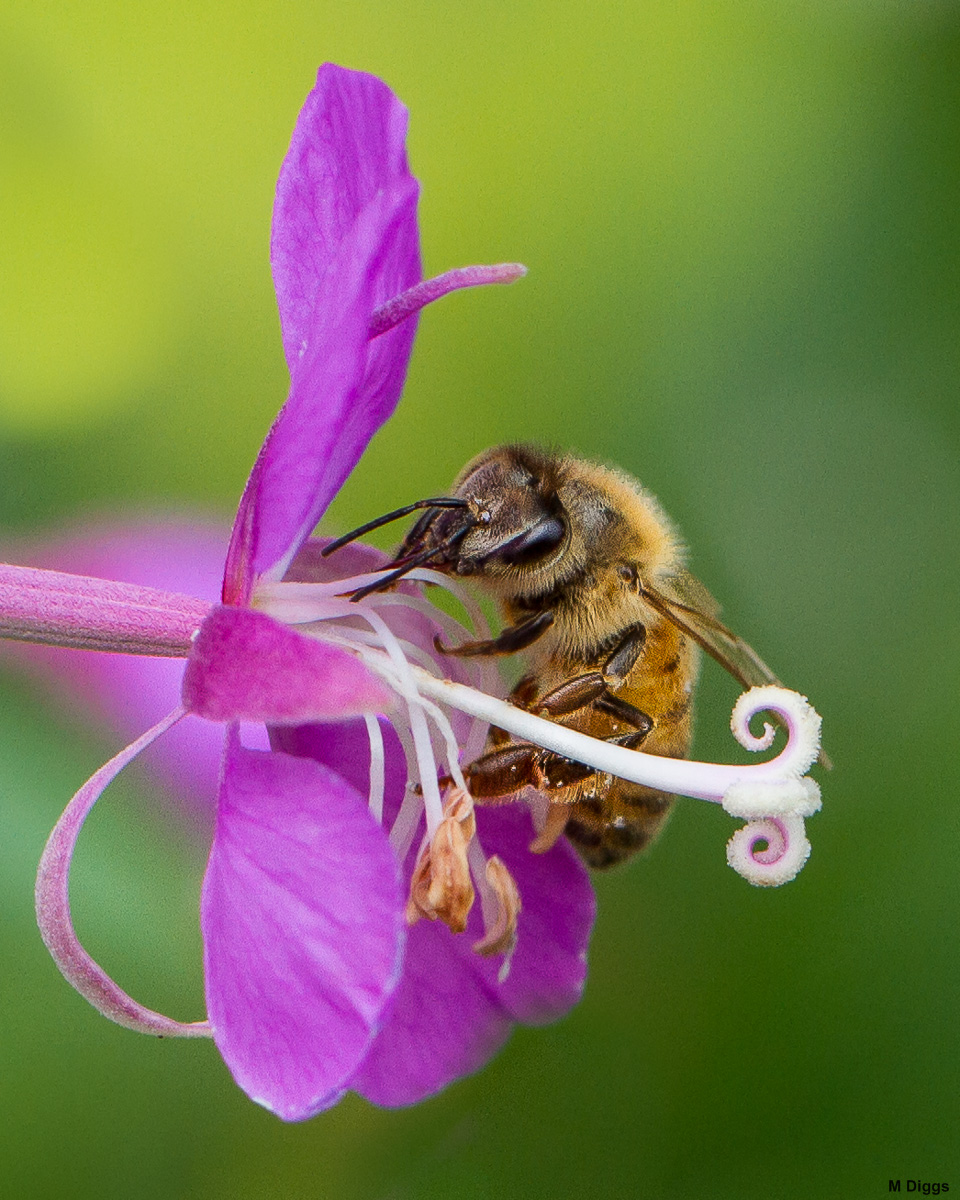 Another Take 2 Bee