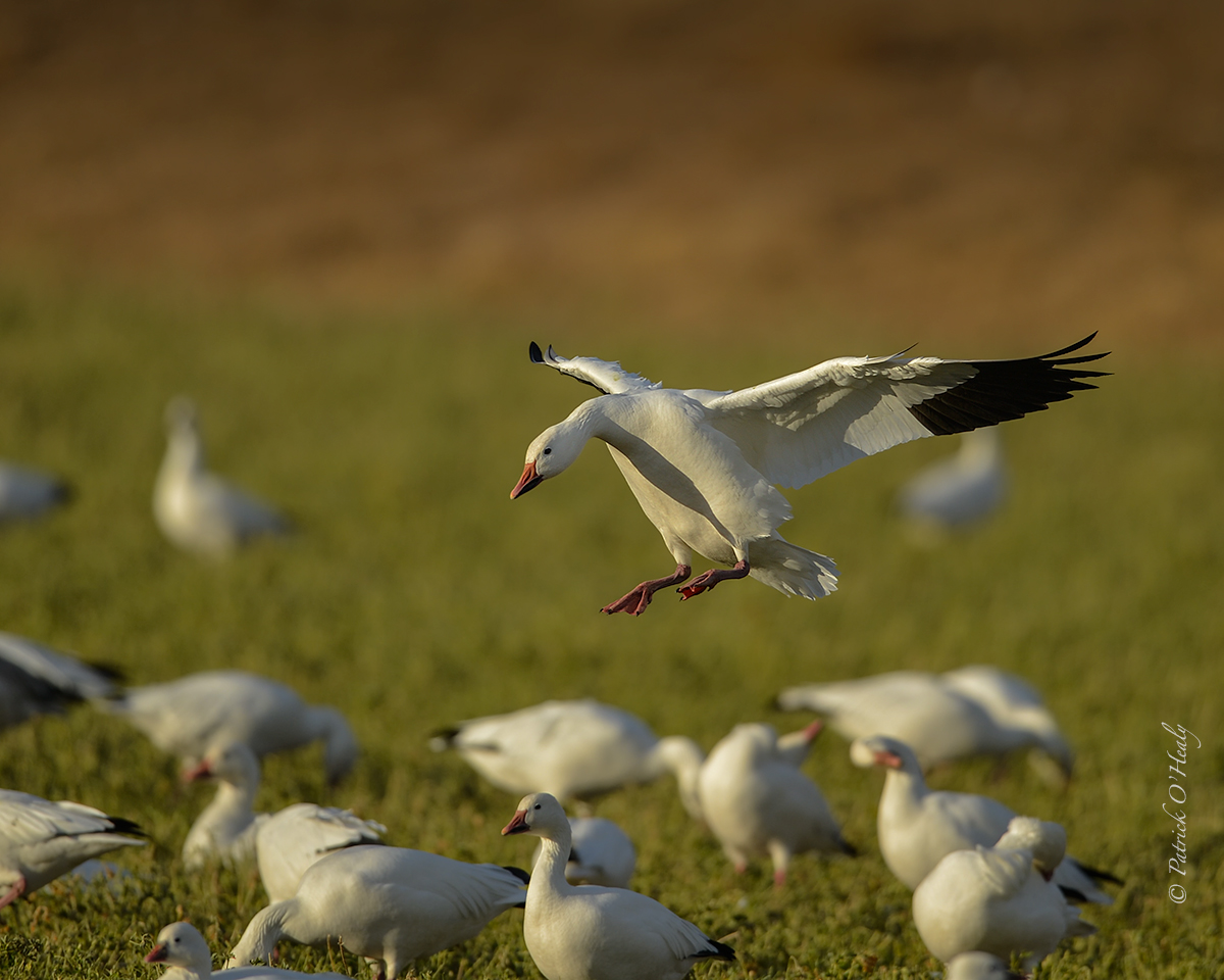 Snow Goose Landing