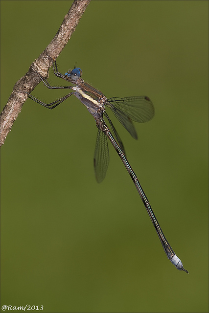 Spreadwing
